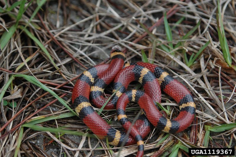 Scarlet King Snake (Lampropeltis triangulum elapsoides) {!--주홍왕뱀/붉은왕뱀-->; DISPLAY FULL IMAGE.