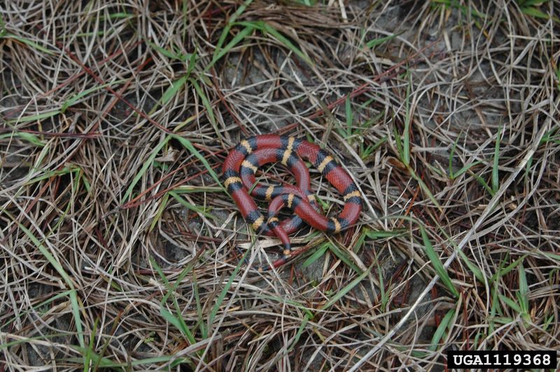 Scarlet King Snake (Lampropeltis triangulum elapsoides) {!--주홍왕뱀/붉은왕뱀-->; DISPLAY FULL IMAGE.