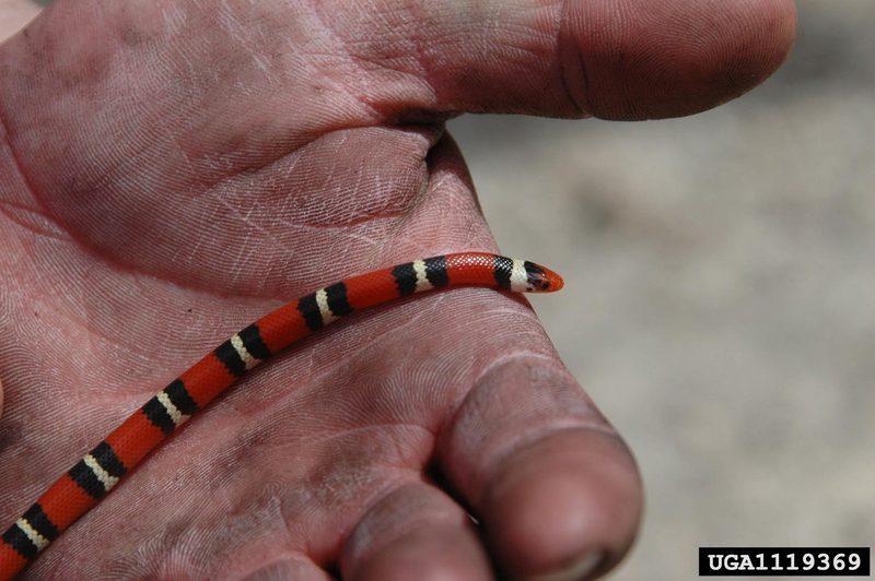 Scarlet King Snake (Lampropeltis triangulum elapsoides) {!--주홍왕뱀/붉은왕뱀-->; DISPLAY FULL IMAGE.