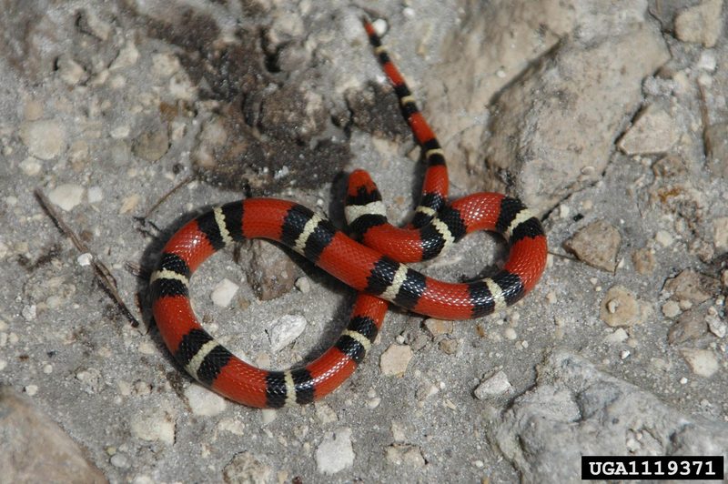 Scarlet King Snake (Lampropeltis triangulum elapsoides) {!--주홍왕뱀/붉은왕뱀-->; DISPLAY FULL IMAGE.