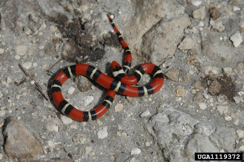 Scarlet King Snake (Lampropeltis triangulum elapsoides) {!--주홍왕뱀/붉은왕뱀-->; DISPLAY FULL IMAGE.