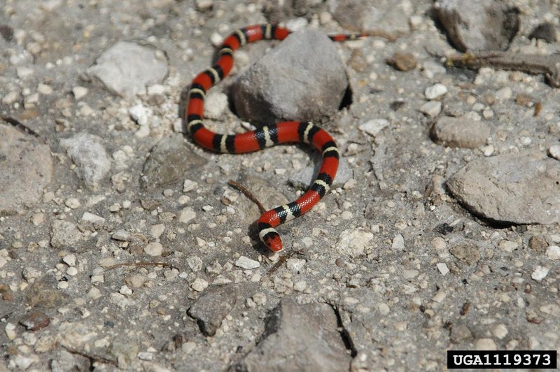 Scarlet King Snake (Lampropeltis triangulum elapsoides) {!--주홍왕뱀/붉은왕뱀-->; DISPLAY FULL IMAGE.