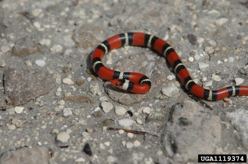 Scarlet King Snake (Lampropeltis triangulum elapsoides) {!--주홍왕뱀/붉은왕뱀-->; DISPLAY FULL IMAGE.