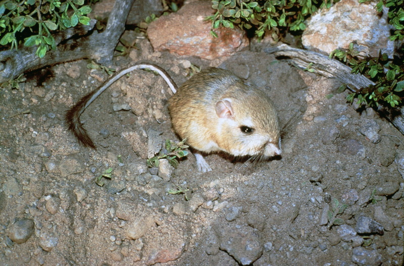 Giant Kangaroo Rat (Dipodomys ingens) {!--큰캥거루쥐-->; DISPLAY FULL IMAGE.