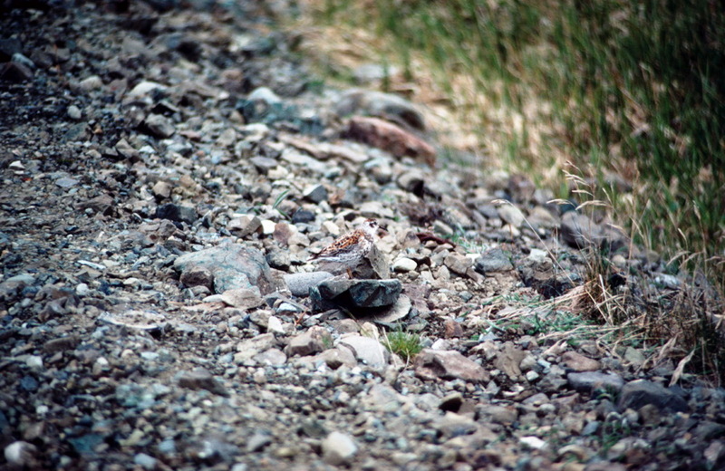 Rock Sandpiper (Calidris ptilocnemis) {!--바위도요-->; DISPLAY FULL IMAGE.