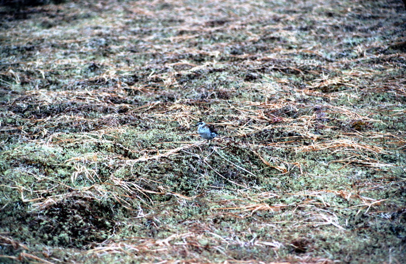 Rock Sandpiper (Calidris ptilocnemis) {!--바위도요-->; DISPLAY FULL IMAGE.