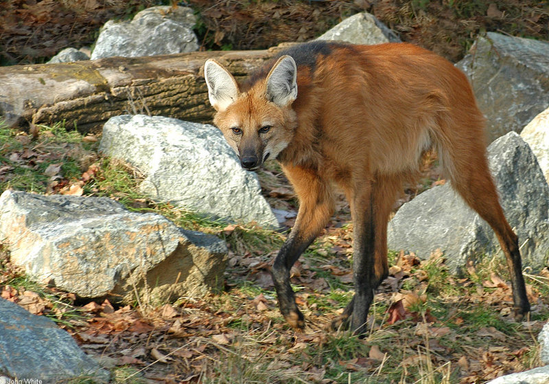 Maned Wolf (Chrysocyon brachyurus); DISPLAY FULL IMAGE.