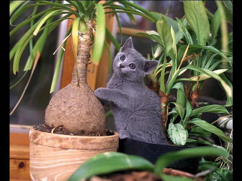Cute Kitten; DISPLAY FULL IMAGE.