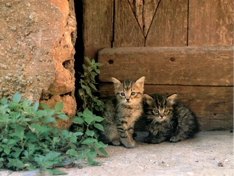 Cute Kitten; DISPLAY FULL IMAGE.