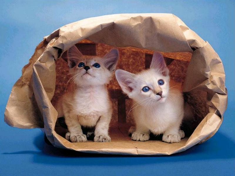 Cute Kitten; DISPLAY FULL IMAGE.