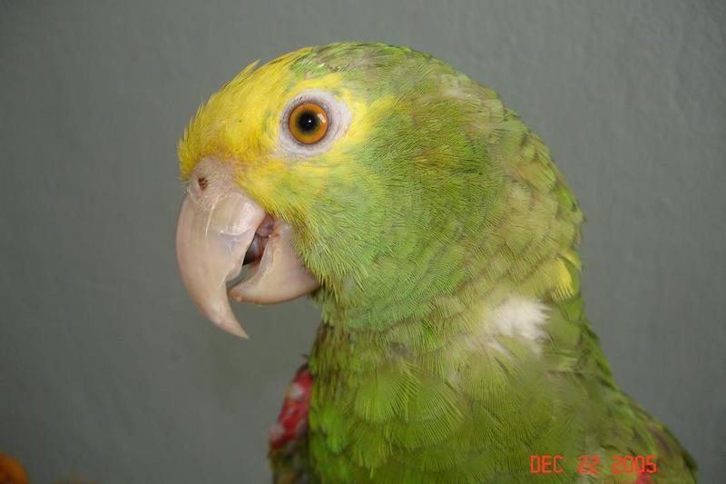 A. oratrix almost 10 months old.; DISPLAY FULL IMAGE.