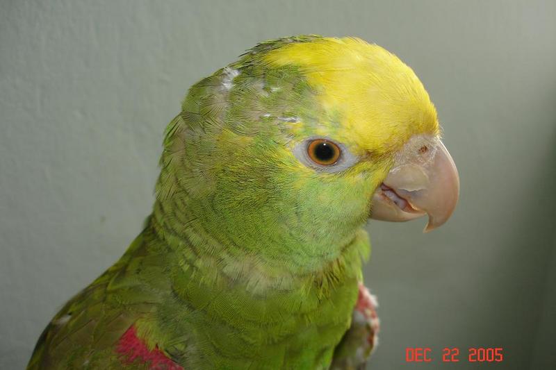 A. oratrix almost 10 months old.; DISPLAY FULL IMAGE.