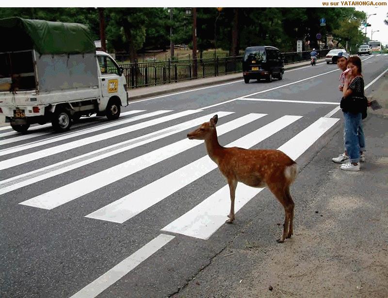 crosswalk; DISPLAY FULL IMAGE.