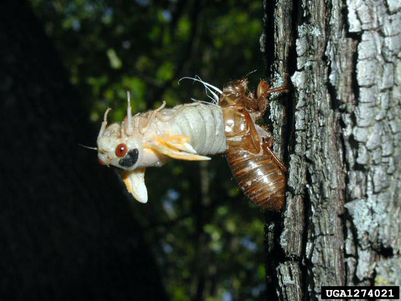 Periodical Cicada (Magicicada septendecim) {!--17년매미(주기매미류)-->; DISPLAY FULL IMAGE.