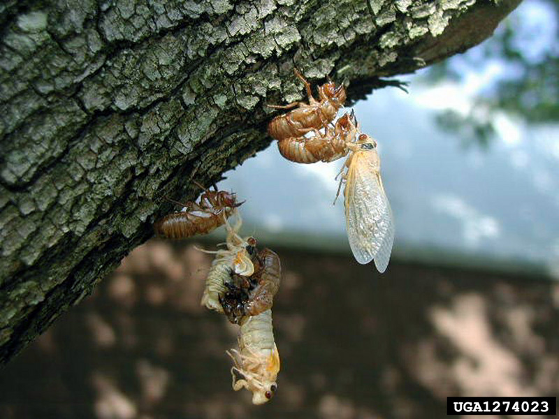 Periodical Cicada (Magicicada septendecim) {!--17년매미(주기매미류)-->; DISPLAY FULL IMAGE.