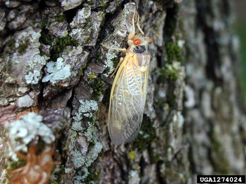 Periodical Cicada (Magicicada septendecim) {!--17년매미(주기매미류)-->; DISPLAY FULL IMAGE.