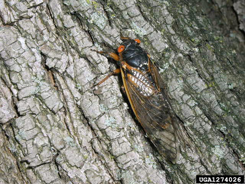 Periodical Cicada (Magicicada septendecim) {!--17년매미(주기매미류)-->; DISPLAY FULL IMAGE.