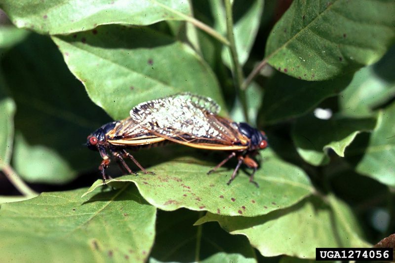 Periodical Cicada (Magicicada septendecim) {!--17년매미(주기매미류)-->; DISPLAY FULL IMAGE.