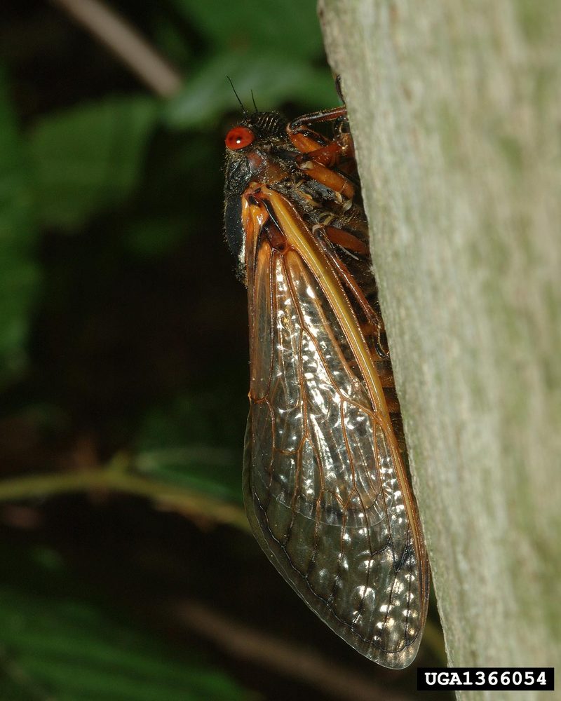 Periodical Cicada (Magicicada septendecim) {!--17년매미(주기매미류)-->; DISPLAY FULL IMAGE.