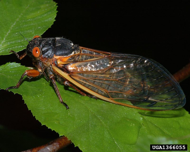 Periodical Cicada (Magicicada septendecim) {!--17년매미(주기매미류)-->; DISPLAY FULL IMAGE.