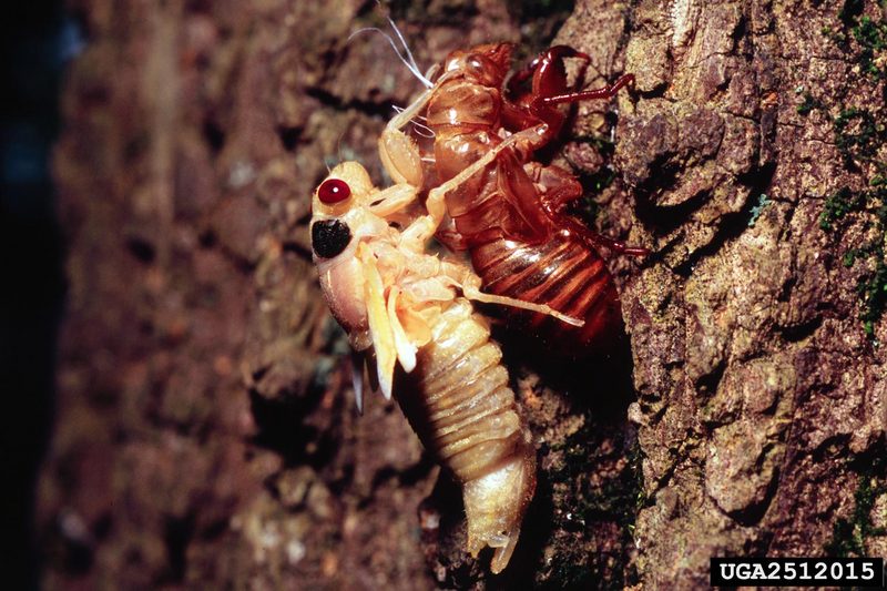 Periodical Cicada (Magicicada septendecim) {!--17년매미(주기매미류)-->; DISPLAY FULL IMAGE.