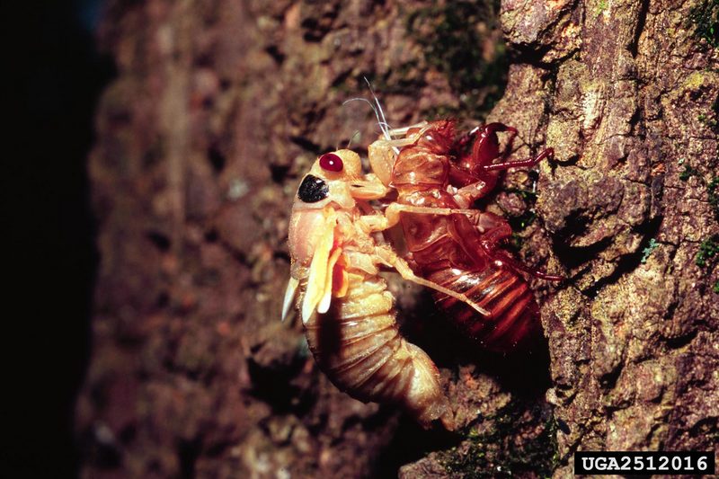 Periodical Cicada (Magicicada septendecim) {!--17년매미(주기매미류)-->; DISPLAY FULL IMAGE.