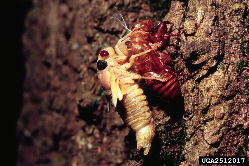 Periodical Cicada (Magicicada septendecim) {!--17년매미(주기매미류)-->; DISPLAY FULL IMAGE.