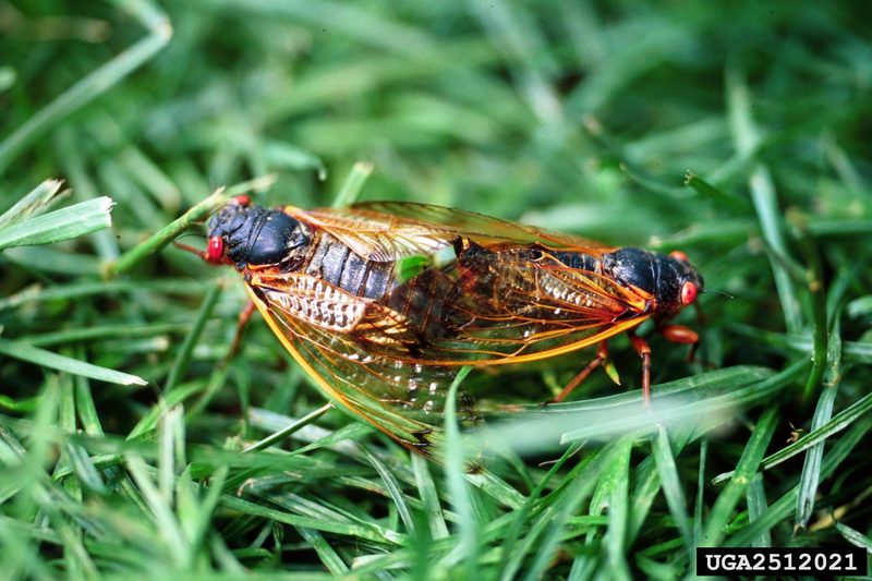 Periodical Cicada (Magicicada septendecim) {!--17년매미(주기매미류)-->; DISPLAY FULL IMAGE.