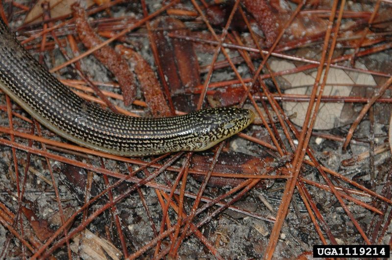 Eastern Glass Lizard (Ophisaurus ventralis) {!--동부뱀도마뱀-->; DISPLAY FULL IMAGE.