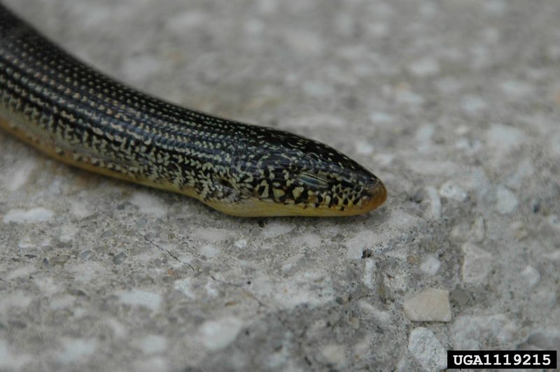 Eastern Glass Lizard (Ophisaurus ventralis) {!--동부뱀도마뱀-->; DISPLAY FULL IMAGE.