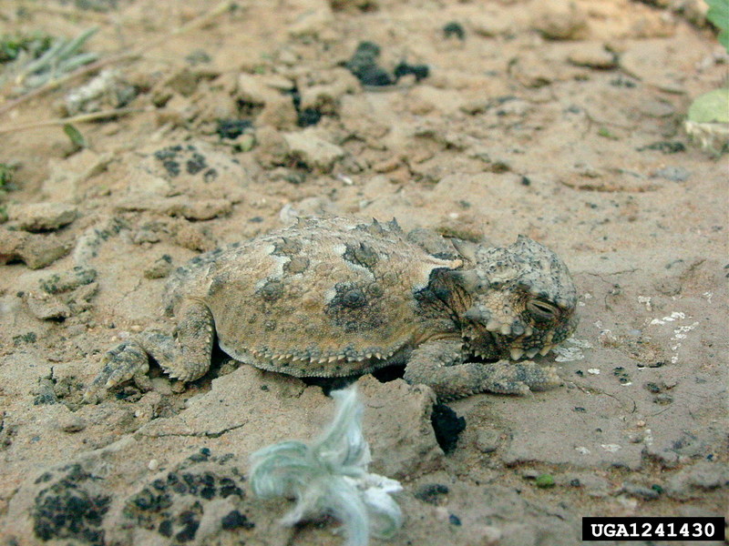 Desert Horned Lizard (Phrynosoma platyrhinos) {!--사막뿔도마뱀-->; DISPLAY FULL IMAGE.