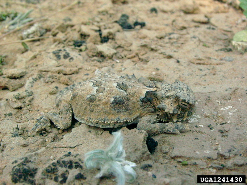 Desert Horned Lizard (Phrynosoma platyrhinos) {!--사막뿔도마뱀-->; DISPLAY FULL IMAGE.