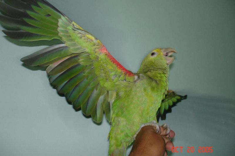 Amazon Oratrix 7 months old.; DISPLAY FULL IMAGE.