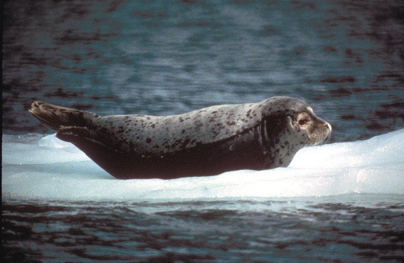 Harbor Seal (Phoca vitulina) {!--물범-->; DISPLAY FULL IMAGE.