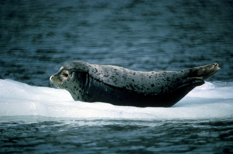 Harbor Seal (Phoca vitulina) {!--물범-->; DISPLAY FULL IMAGE.