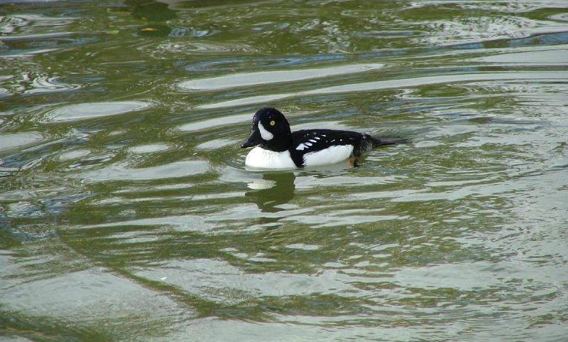 Golden Eye duck; DISPLAY FULL IMAGE.