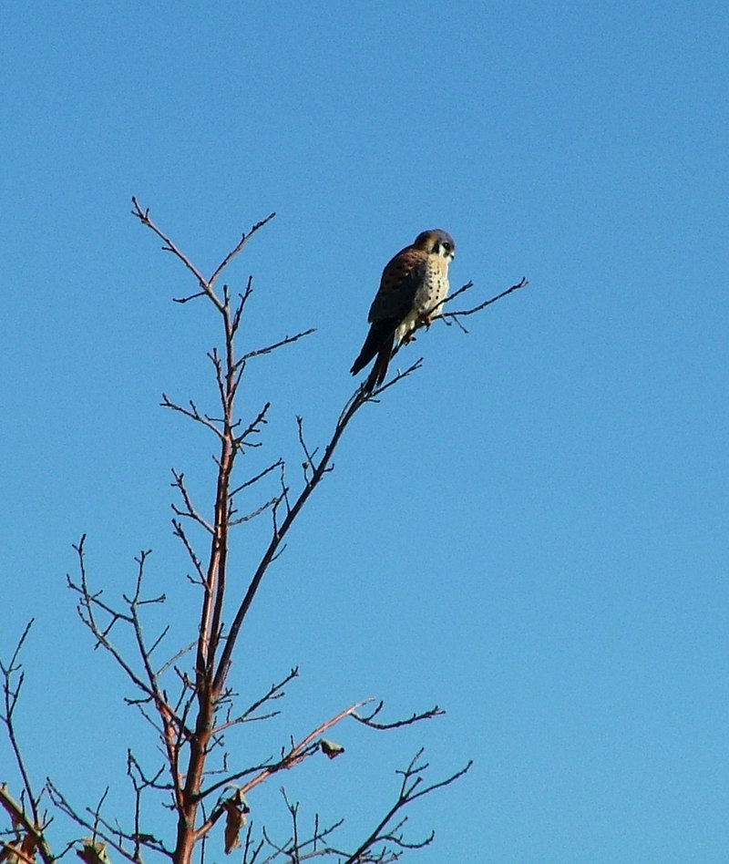 Kestrel on branch; DISPLAY FULL IMAGE.