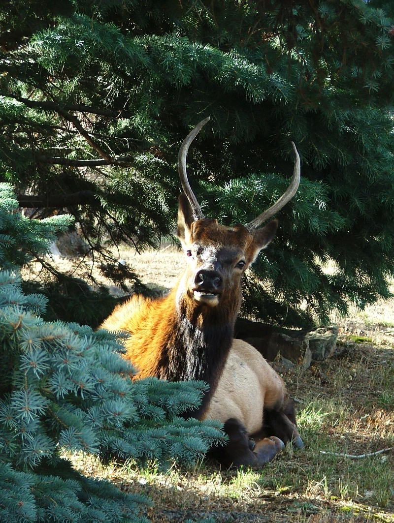 Young bull; DISPLAY FULL IMAGE.