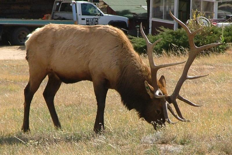 Grazing bull; DISPLAY FULL IMAGE.