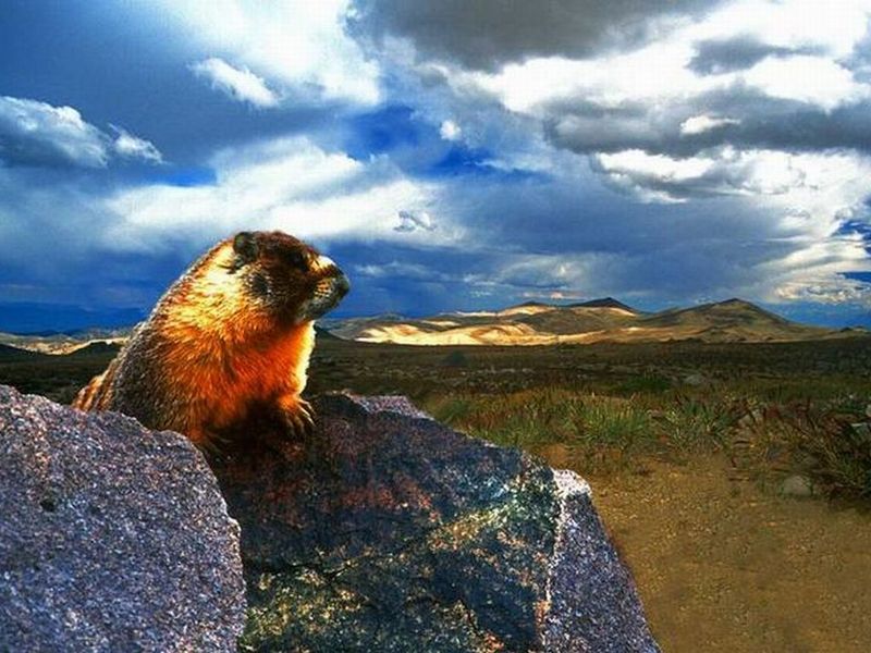 Gophers Paradise; DISPLAY FULL IMAGE.
