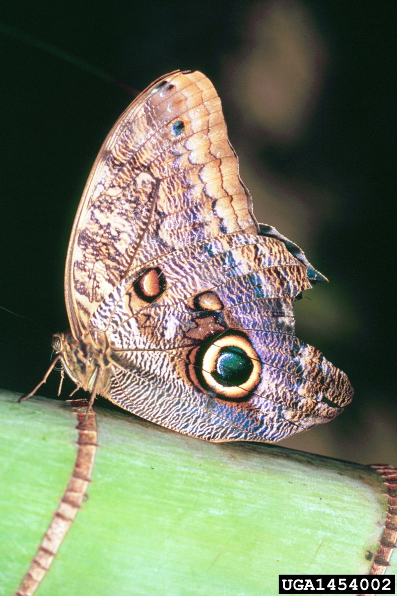 Owl Butterfly (Caligo memnon) {!--멤논올빼미나비-->; DISPLAY FULL IMAGE.