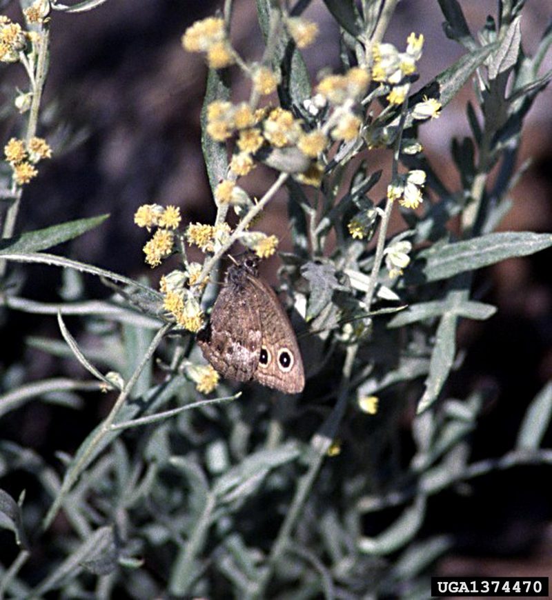 Common Wood Nymph Butterfly (Cercyonis pegala) {!--네발나비과-->; DISPLAY FULL IMAGE.