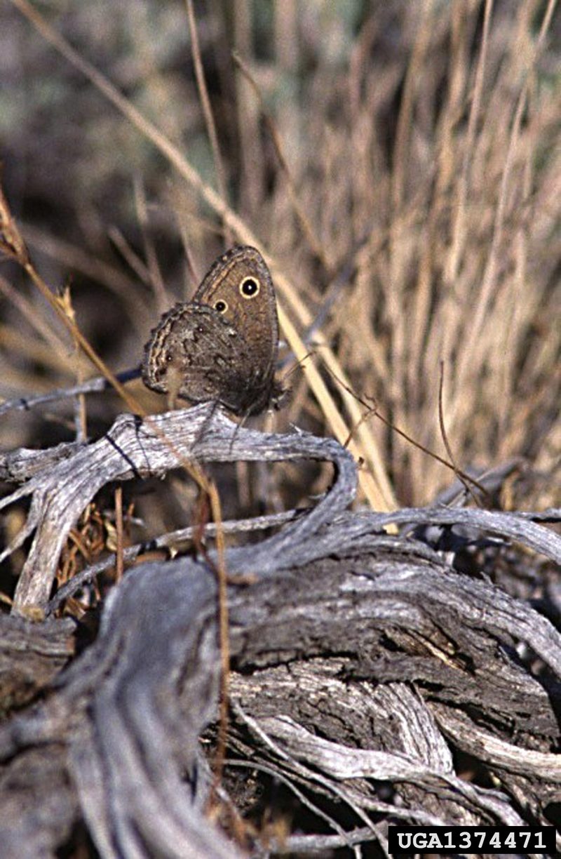 Common Wood Nymph Butterfly (Cercyonis pegala) {!--네발나비과-->; DISPLAY FULL IMAGE.