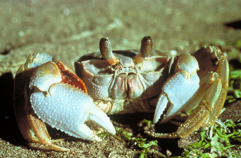 Ghost Crab (Ocypode quadrata) {!--대서양달랑게-->; DISPLAY FULL IMAGE.