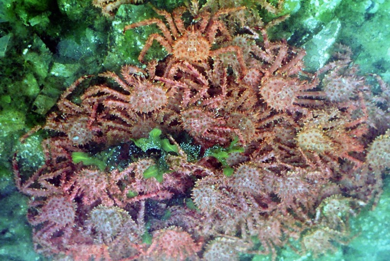 Red King Crab (Paralithodes camtschaticus) {!--왕게-->; DISPLAY FULL IMAGE.