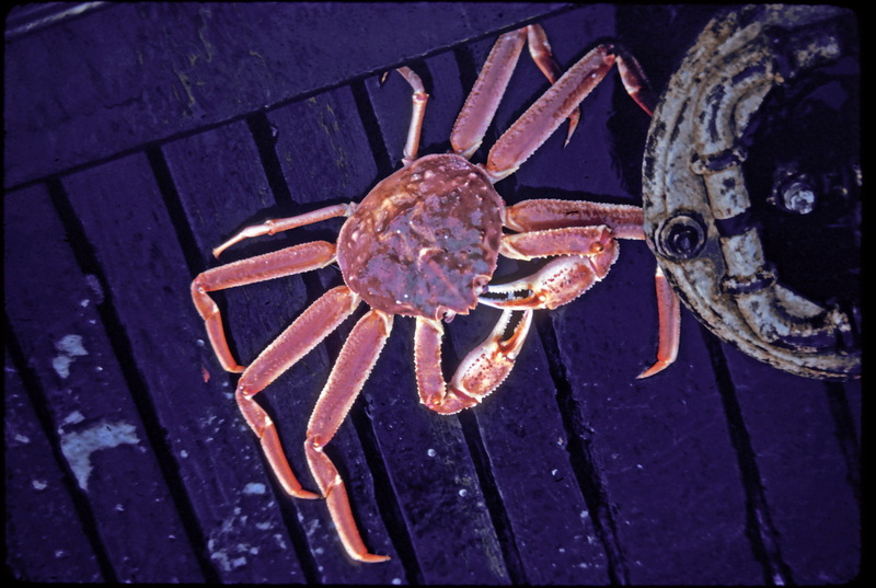 Tanner Crab (Chionoecetes bairdi) {!--큰대게-->; DISPLAY FULL IMAGE.