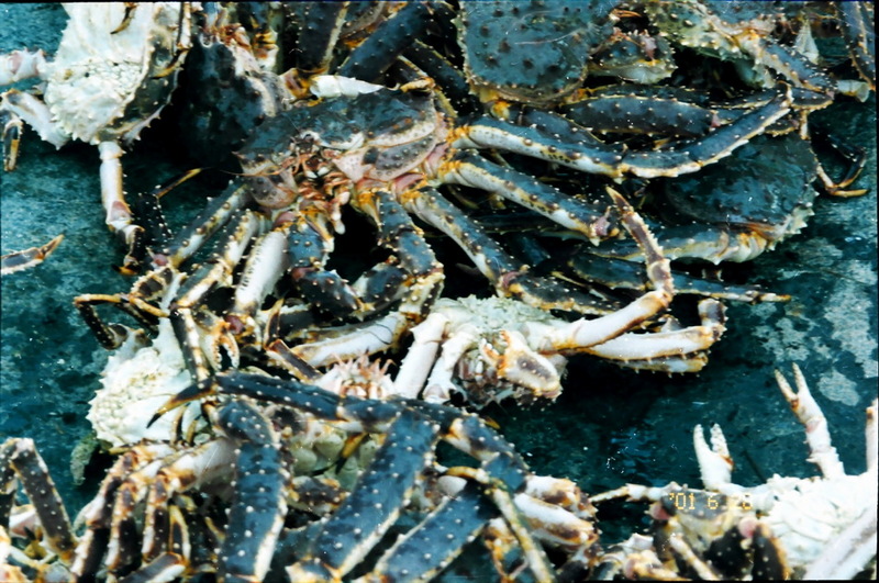 Red King Crab (Paralithodes camtschaticus) {!--왕게-->; DISPLAY FULL IMAGE.