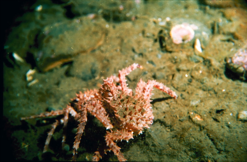 Red King Crab (Paralithodes camtschaticus) {!--왕게-->; DISPLAY FULL IMAGE.