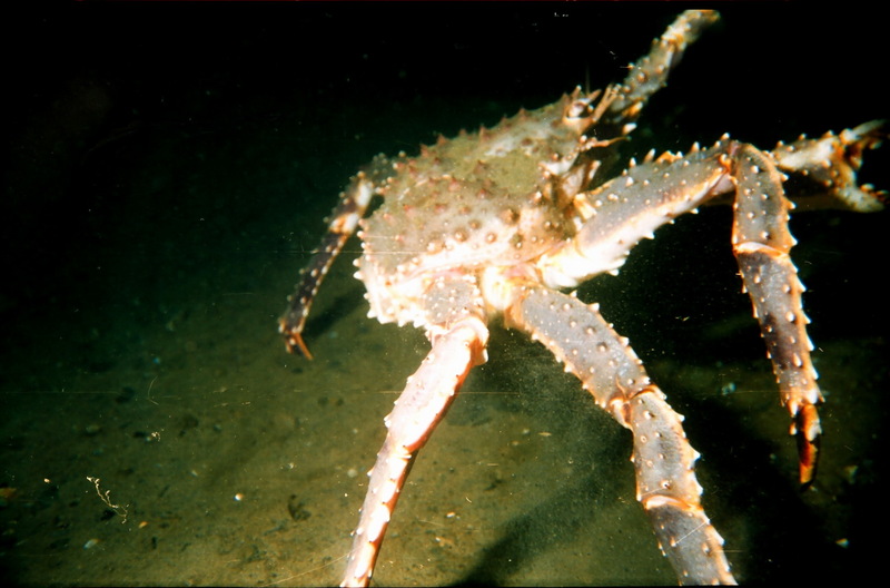 Red King Crab (Paralithodes camtschaticus) {!--왕게-->; DISPLAY FULL IMAGE.