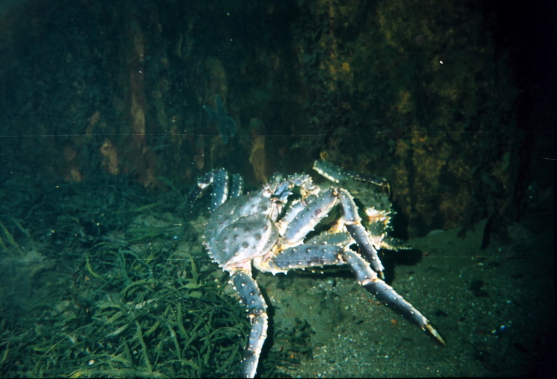 Red King Crab (Paralithodes camtschaticus) {!--왕게-->; DISPLAY FULL IMAGE.